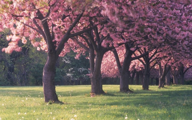 Ein Bild zum Beitrag Frühlingsanfang