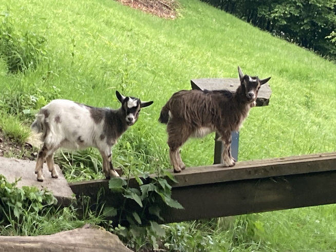 Ein Bild zum Beitrag 🐐