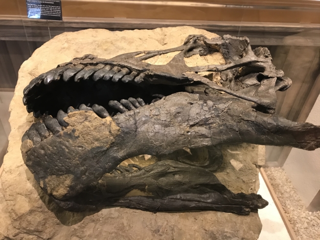 Ein Bild zum Beitrag Dinosauriermuseum Ahtal
