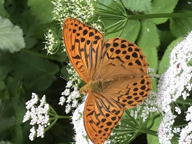 Ein Bild zum Beitrag Schmetterling