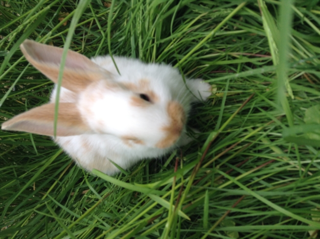 Ein Bild zum Beitrag Unsere Kaninchen