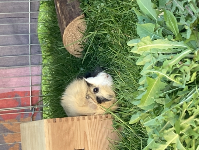 Ein Bild zum Beitrag Meine Meerschweinchen