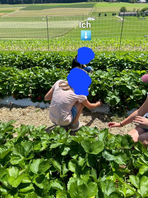 Ein Bild zum Beitrag Bild vom Erdbeeren Pflücken