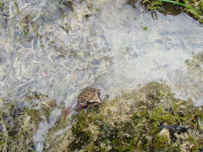 Ein Bild zum Beitrag Schöne Frosch