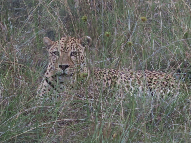 Ein Bild zum Beitrag Garden Route Südafrika