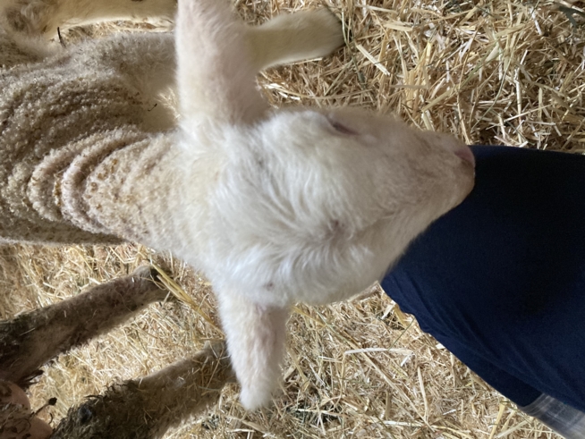 Ein Bild zum Beitrag Lämmli😍🐑