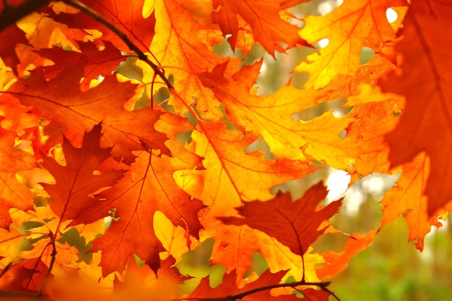 Ein Bild zum Beitrag Herbstbilder