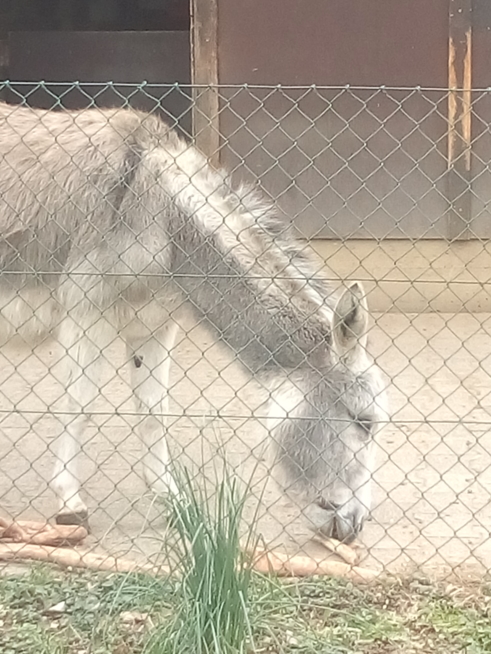 Ein Bild zum Beitrag Sallys Blog:Tierparkblog 3