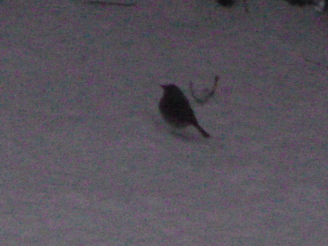 Ein Bild zum Beitrag Mini Chatz/ härzigä vogel im schnee
