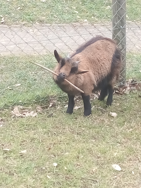 Ein Bild zum Beitrag Sallys Blog:Tierpark 2