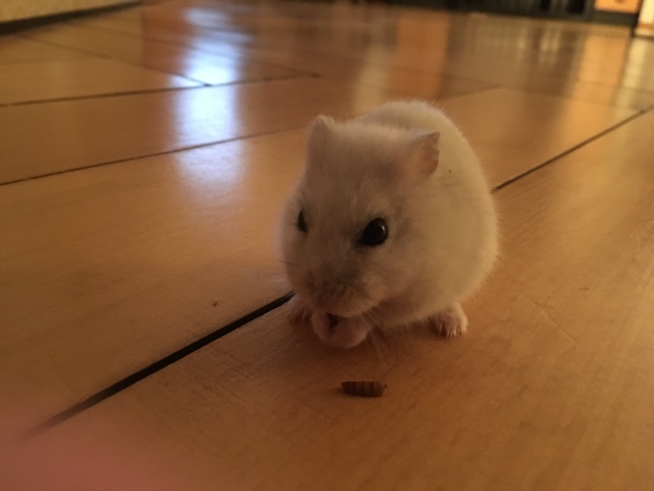 Ein Bild zum Beitrag wnser hamster 🐹 melina