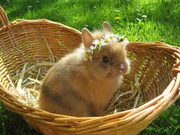 Ein Bild zum Beitrag Auflösung Umfrage Kaninchen
