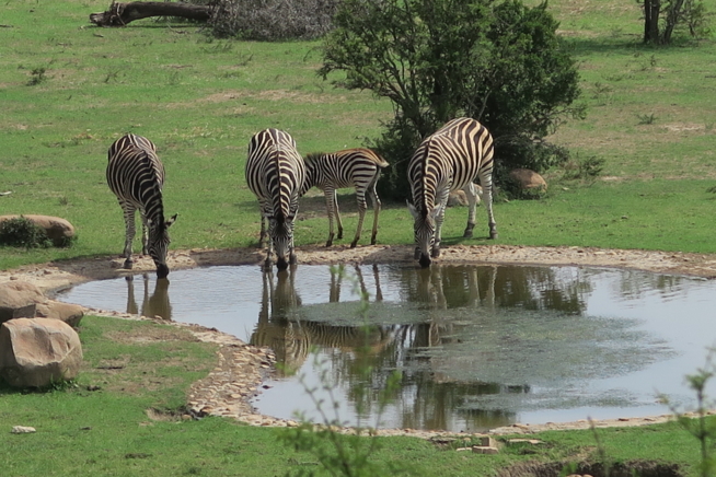 Ein Bild zum Beitrag Garden Route Südafrika