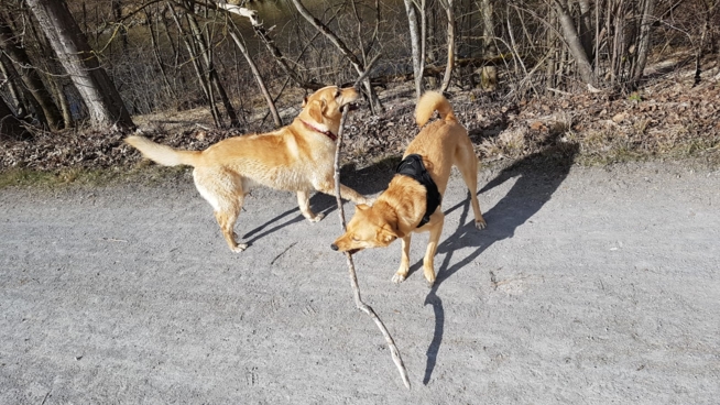 Ein Bild zum Beitrag Schuäl schlüsig