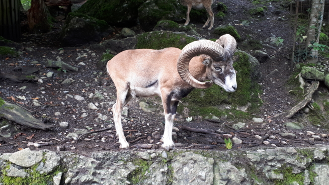 Ein Bild zum Beitrag Tier parkgoldau