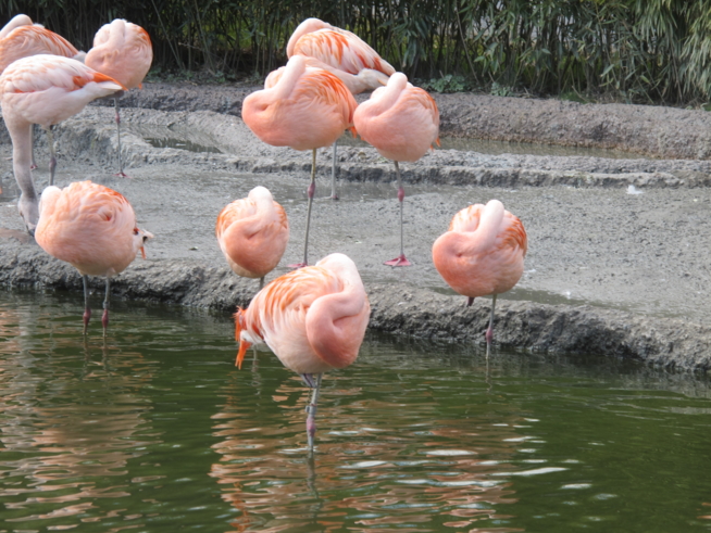 Ein Bild zum Beitrag Flamingo