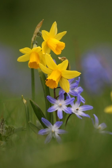 Ein Bild zum Beitrag Frühlingsblumen Abstimmig