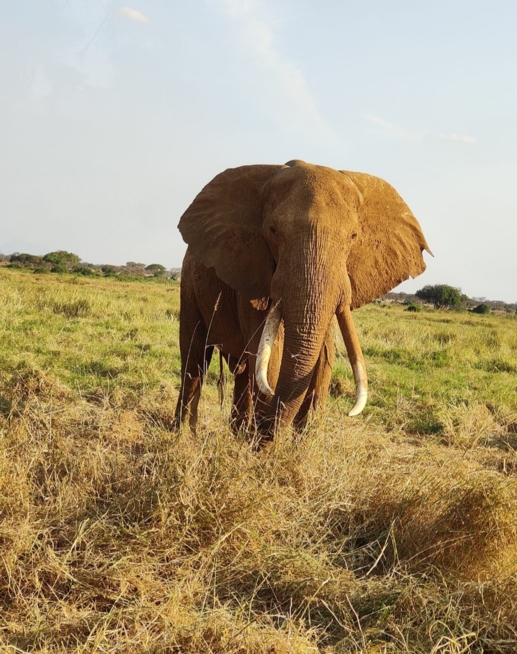 Ein Bild zum Beitrag ✨️KENIA✨️