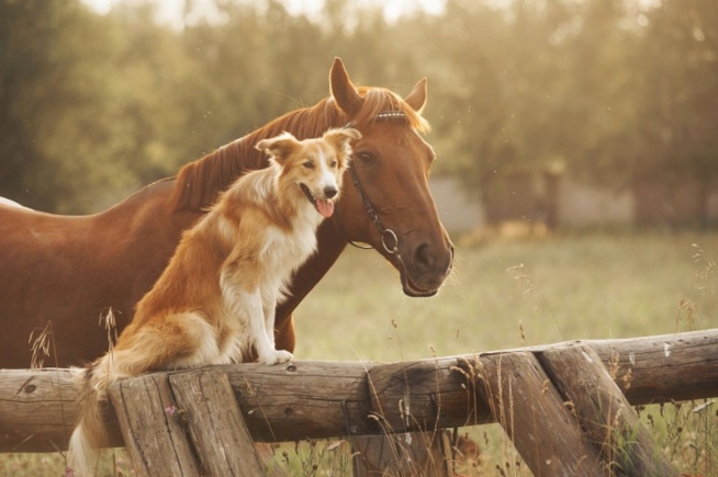 Ein Bild zum Beitrag Tiere