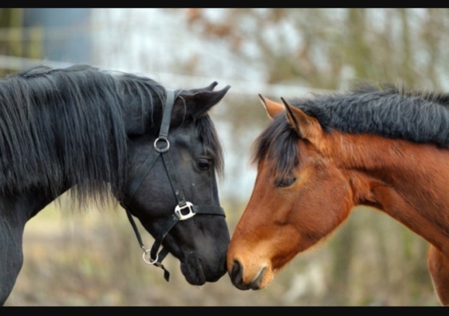 Ein Bild zum Beitrag Reitlager🐴🐴🐴🐴🐴🐴🐴🐴🐴🐴🐴🐴🐴