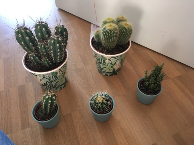 Ein Bild zum Beitrag Kakteen 🌵 im Zimmer!!!