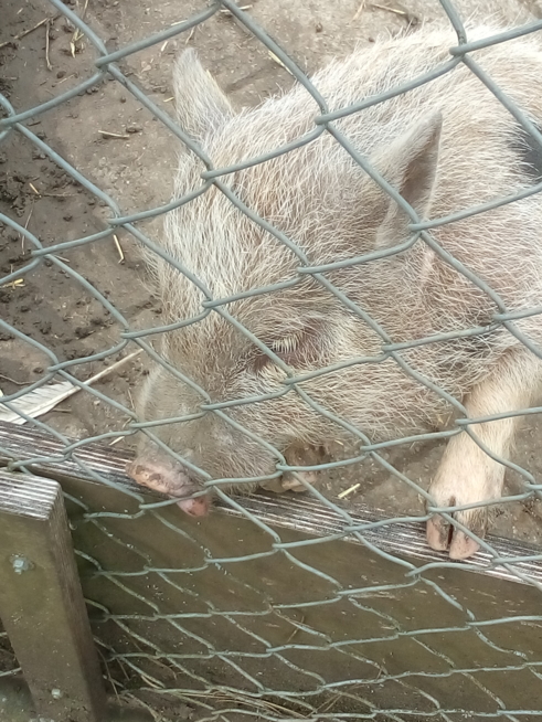 Ein Bild zum Beitrag Sallys Blog:Tierparkblog 3