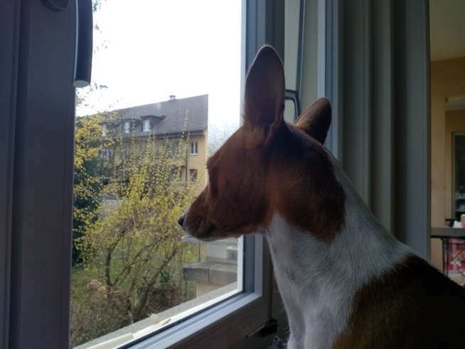 Ein Bild zum Beitrag aus dem Fenster schauen mit hund