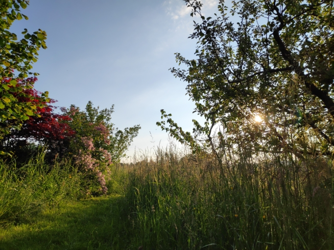 Ein Bild zum Beitrag Gägend🌲🌳🌿🌱☘️🍀🌾