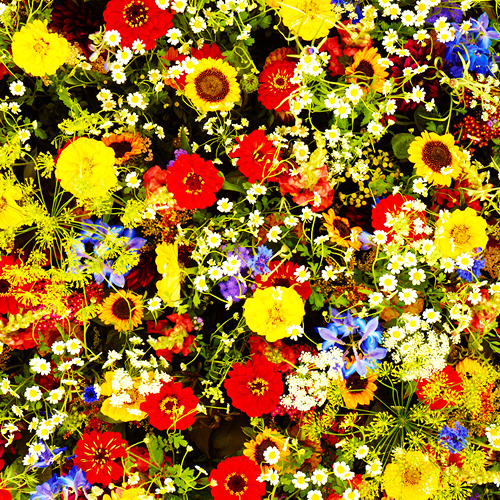 Ein Bild zum Beitrag Abstimmung 6. Blumen