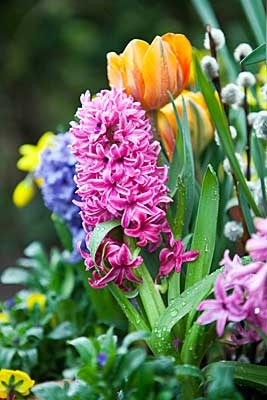 Ein Bild zum Beitrag Frühlingsblumen Abstimmig