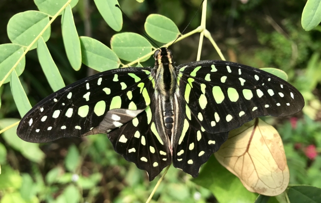 Ein Bild zum Beitrag Papiliorama