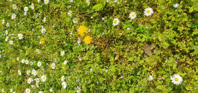 Ein Bild zum Beitrag Bluämä