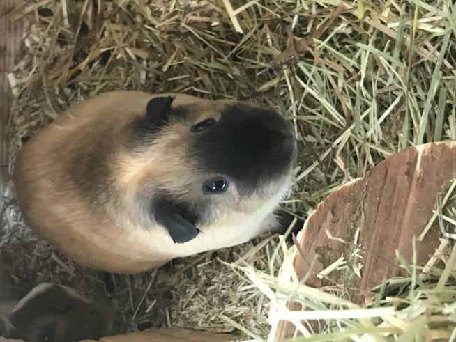 Ein Bild zum Beitrag Meerschweinchen