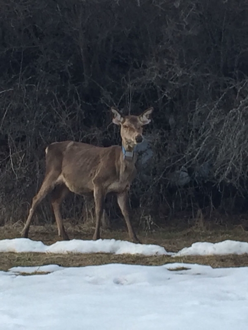 Ein Bild zum Beitrag 🦌🦌🦌Hirschkuh🦌🦌🦌