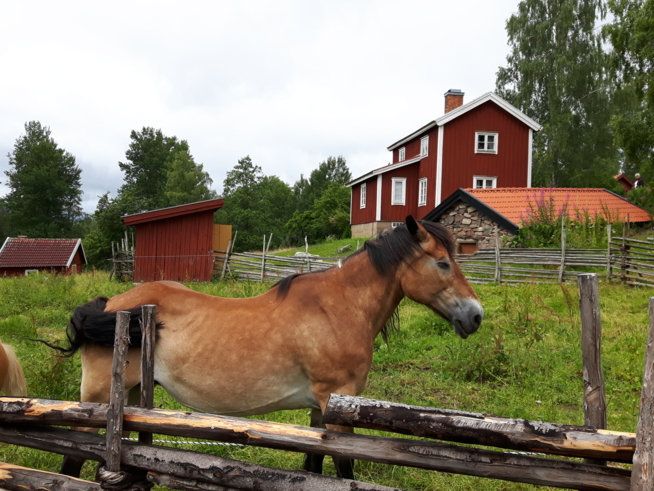 Ein Bild zum Beitrag Auf Michels Bauernhof in Schweden