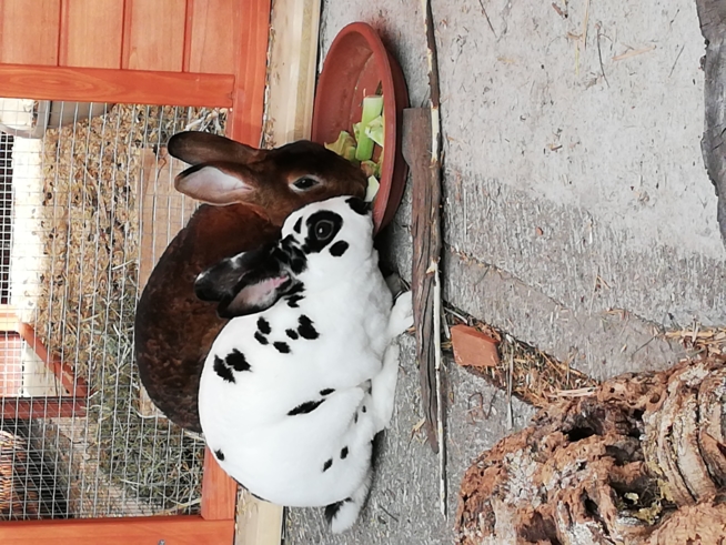 Ein Bild zum Beitrag Meine Kaninchen