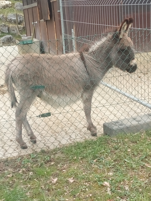 Ein Bild zum Beitrag Sallys Blog:Tierparkblog 1