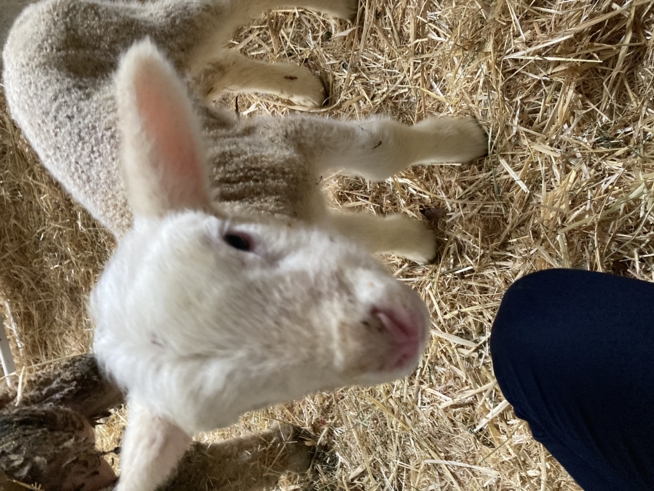 Ein Bild zum Beitrag Lämmli😍🐑