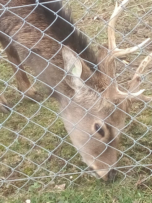 Ein Bild zum Beitrag Sallys Blog:Tierpark 2