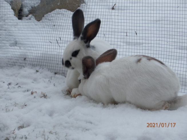 Ein Bild zum Beitrag Hasen im Schnee
