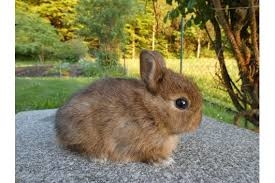 Ein Bild zum Beitrag Auflösung Umfrage Kaninchen