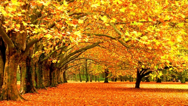 Ein Bild zum Beitrag Herbstbilder