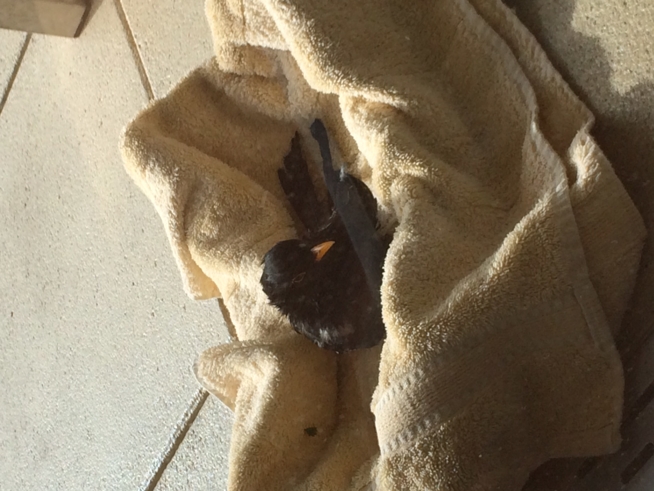Ein Bild zum Beitrag Bilder zu: Krähe greift Amsel an. Amsel ist bei uns und wir hoffen, dass sie überlebt.