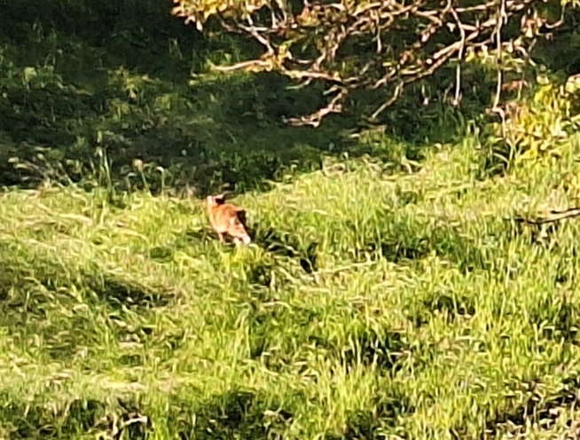 Ein Bild zum Beitrag Fuchs in meinem Garten ;)