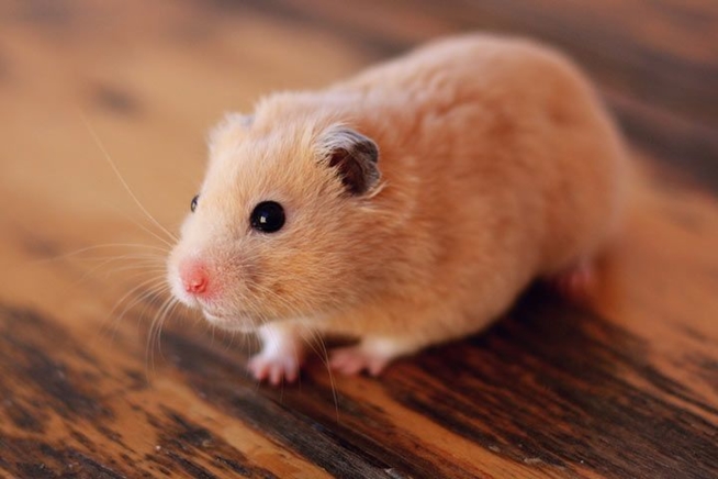 Ein Bild zum Beitrag Hamster