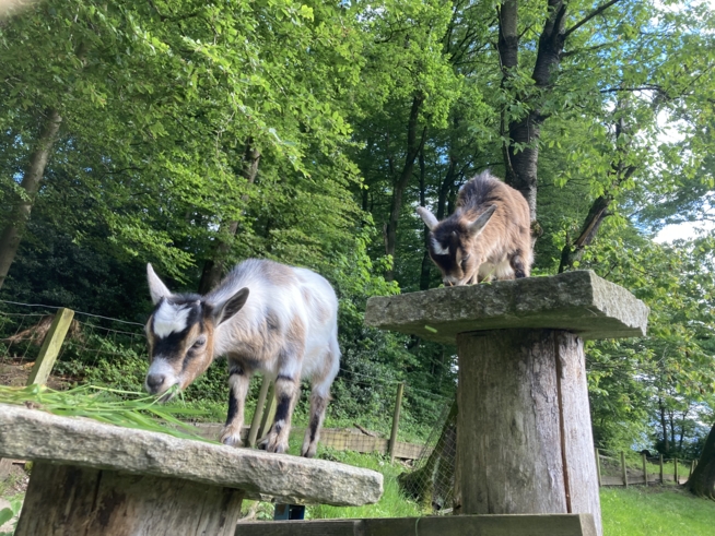 Ein Bild zum Beitrag 🐐