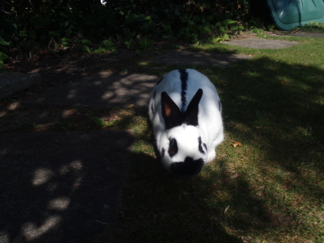 Ein Bild zum Beitrag Hase