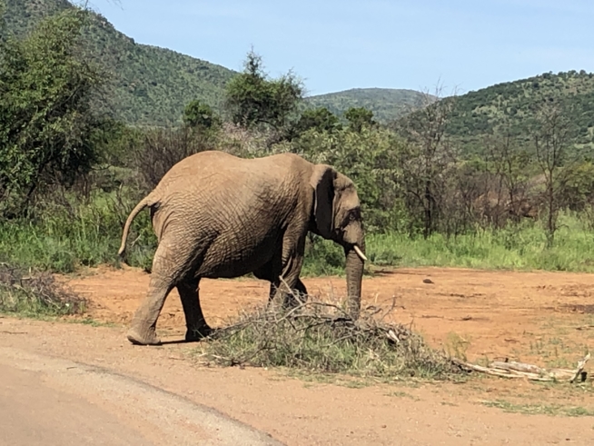 Ein Bild zum Beitrag Südafrika