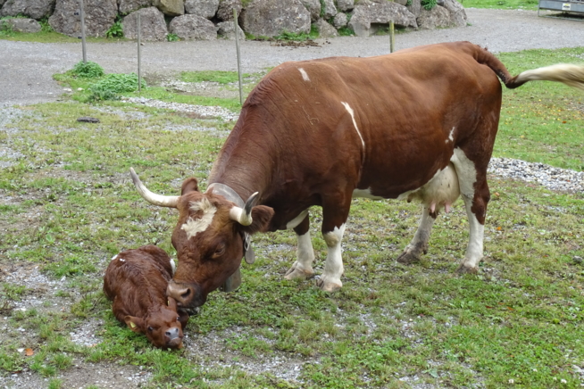 Ein Bild zum Beitrag Mal öppis anders...