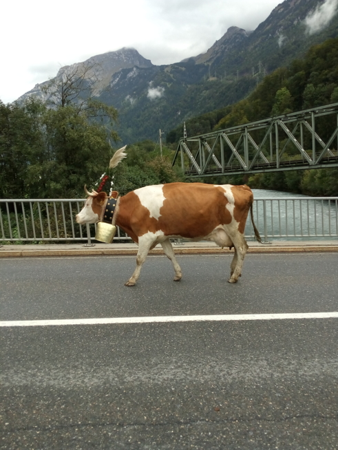 Ein Bild zum Beitrag Alpabzug